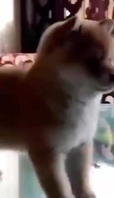 Fofo