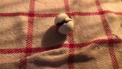 bird in lost egg gets to live thanks to the kindness of humans