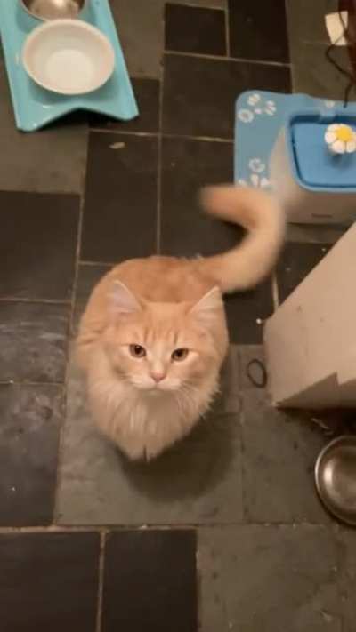 Meow irl