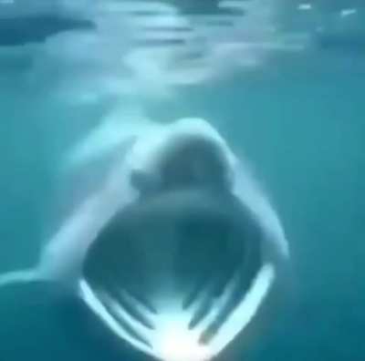 Shark Pog Shark Pog