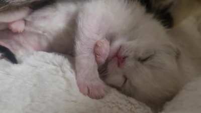 Sleepy smol baby ~1 week