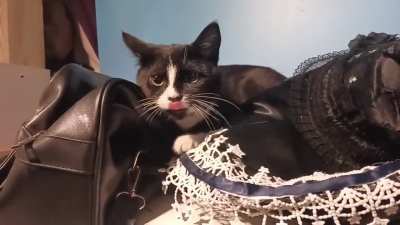 Kitten don't like me