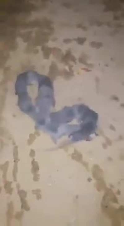 Mobius Rat. Infini-rat? Just&hellip;nope.