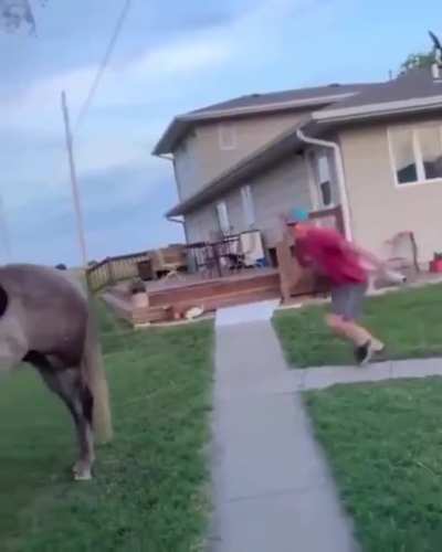 Sneaking behind horses can really hurt