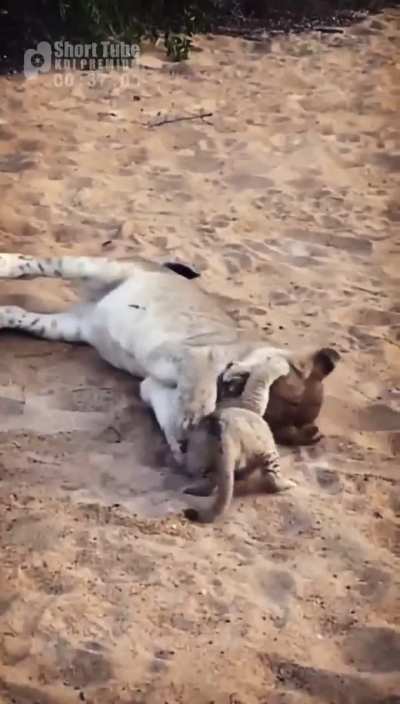 Lioness plays with her niece - for all of our differences - we can see they have something to live for, fight for. Humanity.. they may not matter to you.. but they have things that matter to them