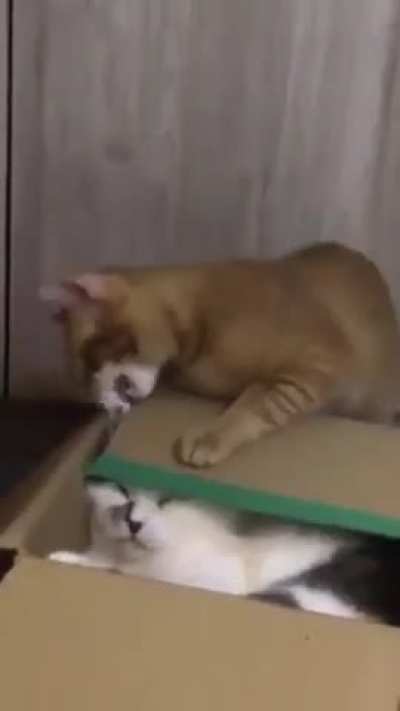 Just another Box War
