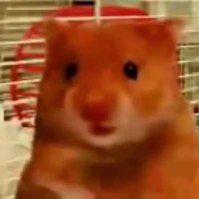 Cursed_hampster