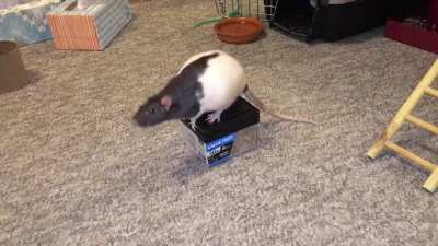My sweet pet rats Blackberry and Cream doing their "clean up your toys" trick!
