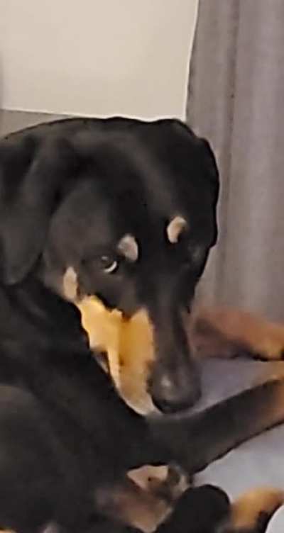My wife and I had twins recently, our dog is not amused..