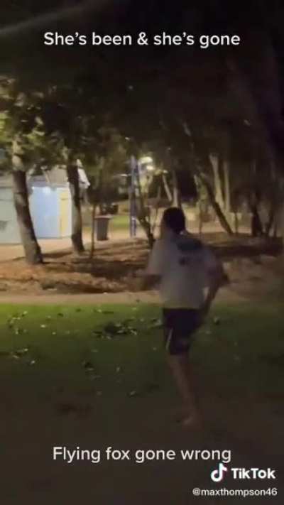 Flying fox gone wrong