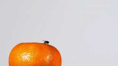 Reaction Time of a Fly