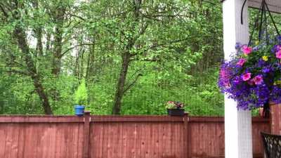 Washington Rain