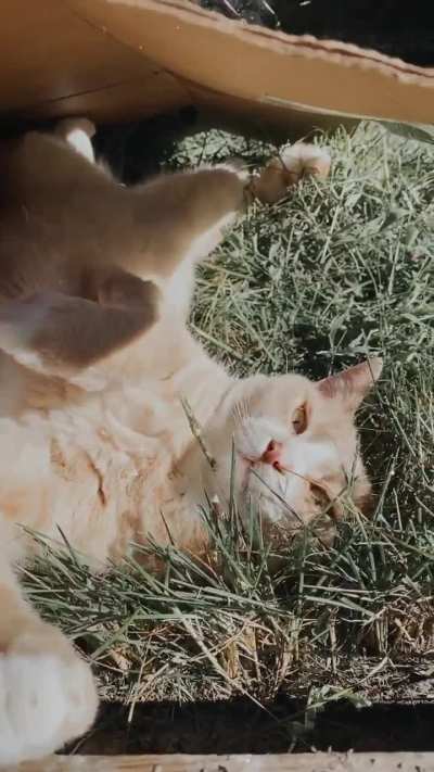 Caught my gardener sleeping on the job!