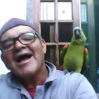 bitten by the parrot