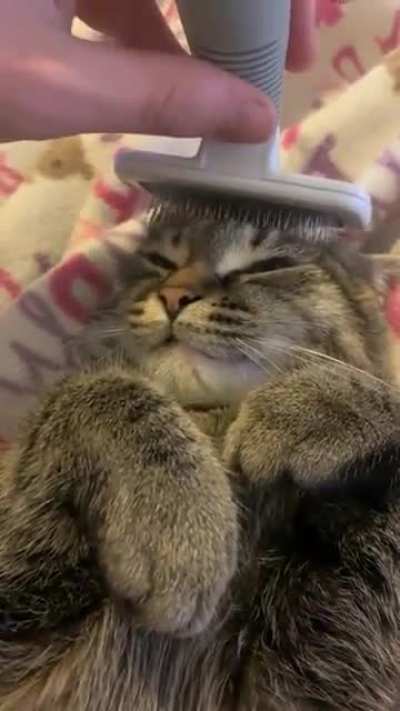 Brushy brushy