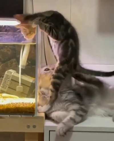 Cat.
