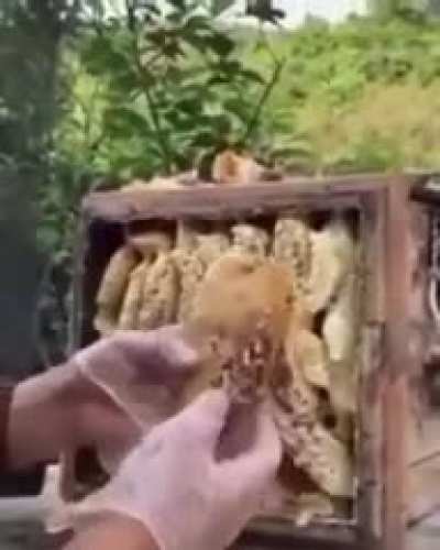Poor bee