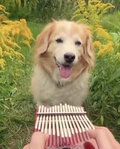 No hay meme, solo un recordatorio para que cuiden a los perros