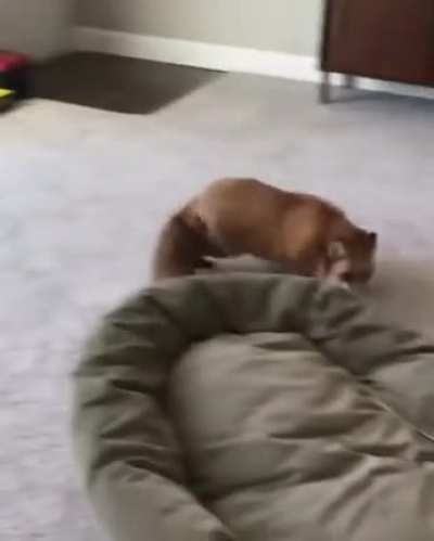 Floppy Foxy Zoomies