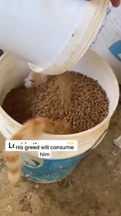 Gu