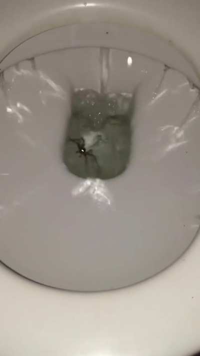Splashicus the Unflushable