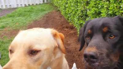 Double boops.