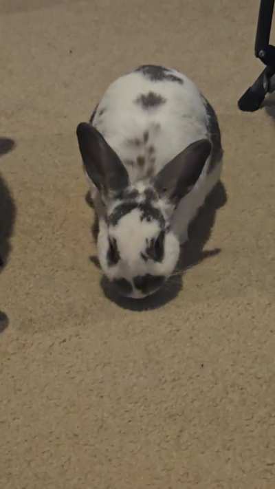 Mlem mlem mlem