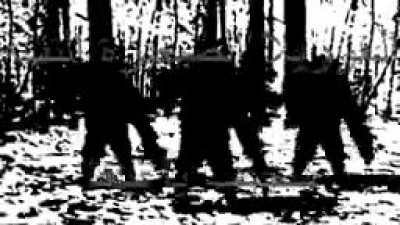 cursed_gorillans