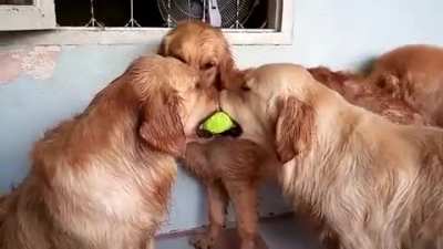 Woof_irl