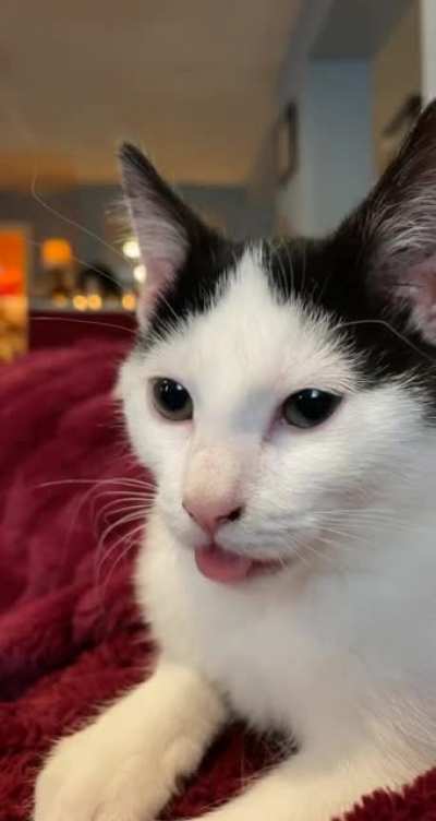 Foster kitten Moose doing her blep attack.