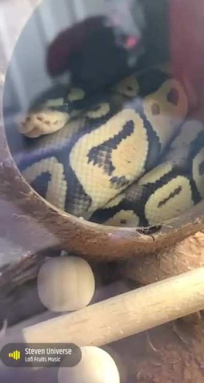 What do you guys think snakes dream about?🥰