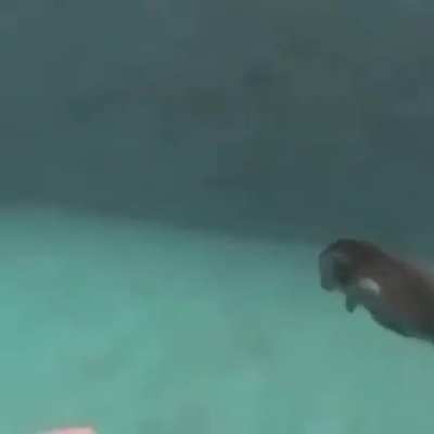 WTF MONO ADMIN, no les voy a mentir se le ve bien cómodo en su piscina de Andorra