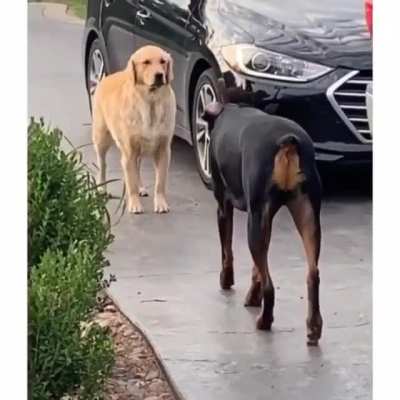 wholesome