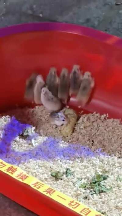 Little jumpers.