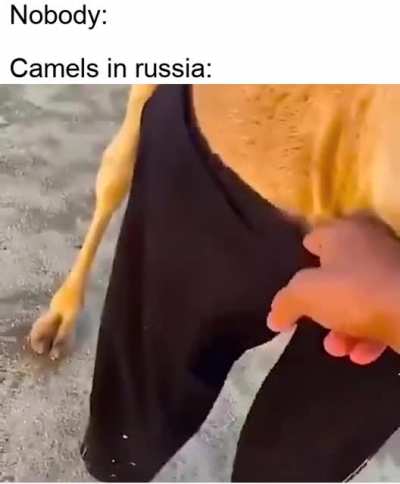 Have you ever seen a camel with pants?