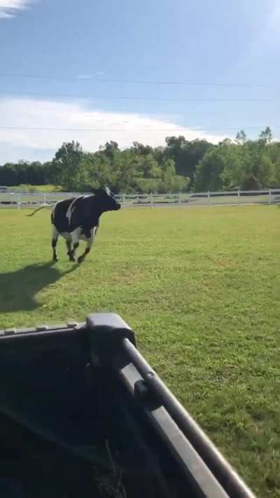 Maybelle gets excited when she sees the cart at The Gentle Barn Sanctuary