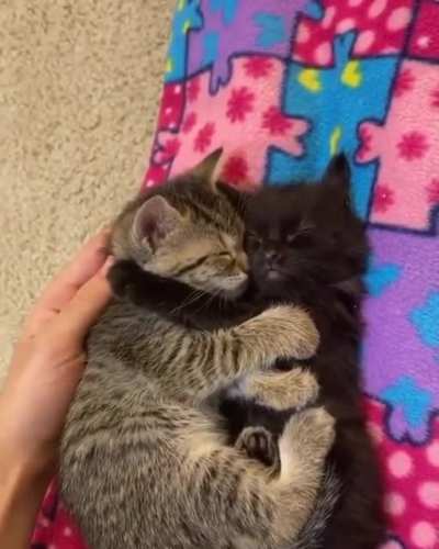 touch tha kitten