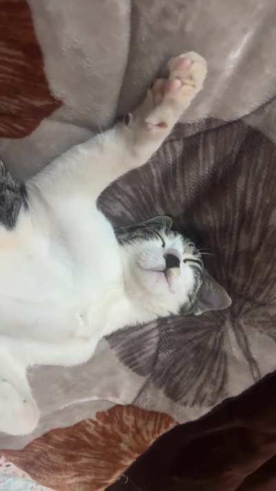 sleepy kitler