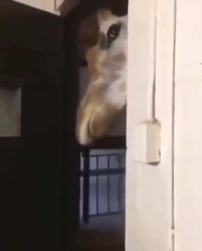 🦒