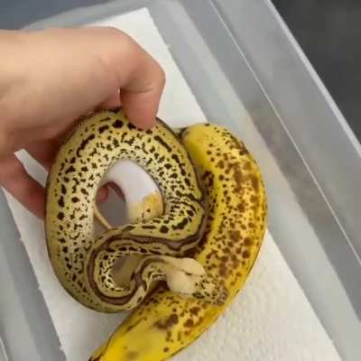 WOW! Y&rsquo;all see my banana snake?