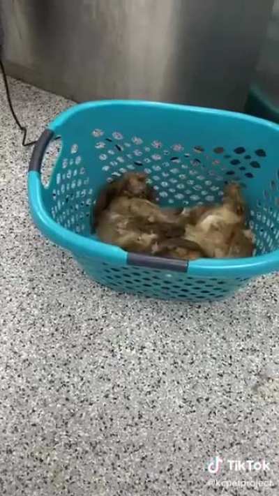 Shaving a stray dog that hasn&rsquo;t been groomed in years