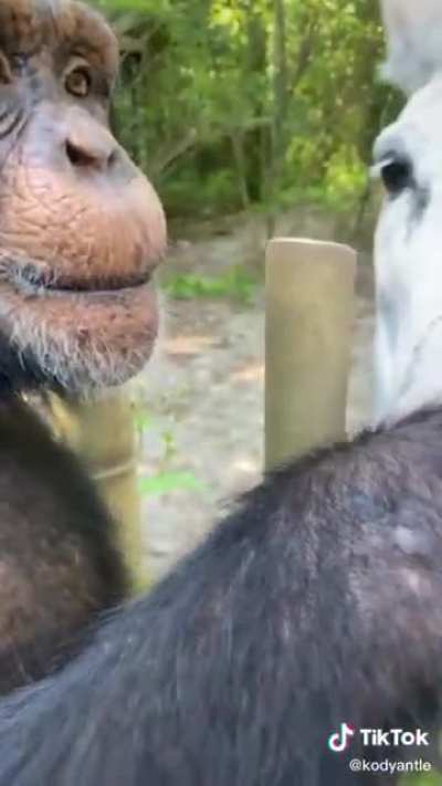 C&eacute;sar preparando su caballo para la batalla con la humanidad