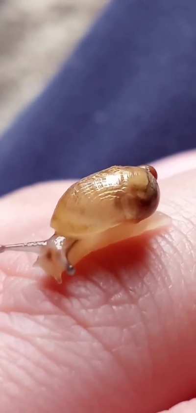Snail heartbeat?