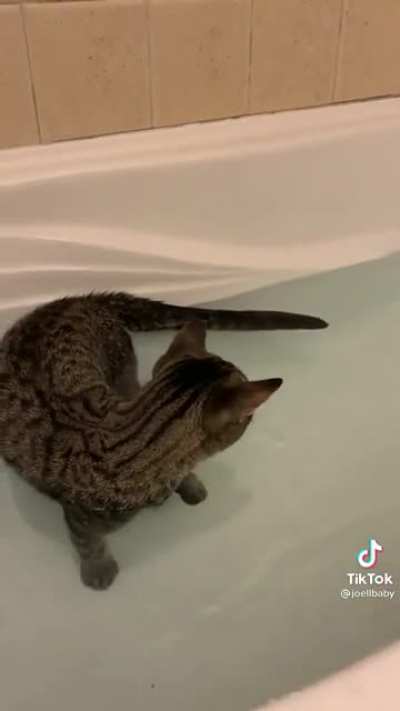 Do u guys like this cat