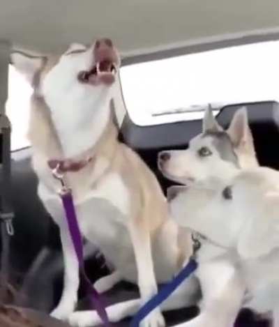 Sneezo Doggo