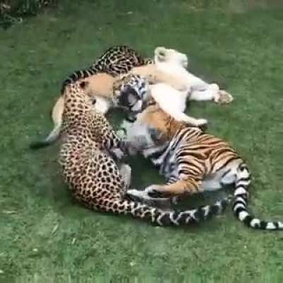 Forbidden Pspspsp Catnip -summons big cats