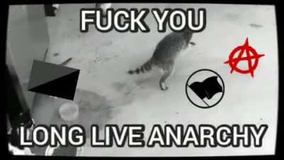 BASED TRASH PANDA