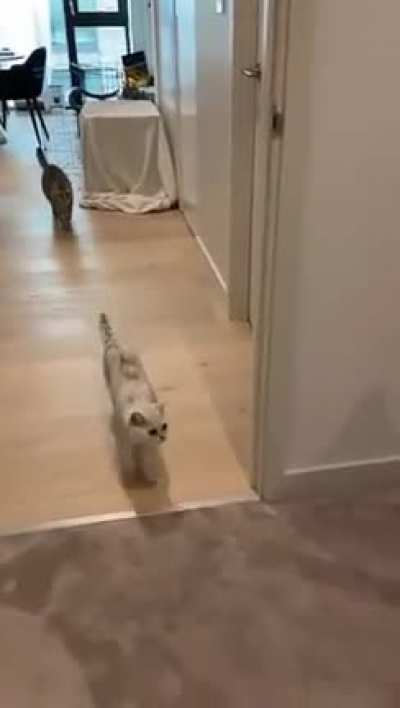 The grey cat didn&rsquo;t believe the white cat 😹