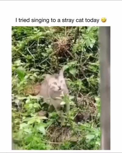 Cat's got a wtf moment.