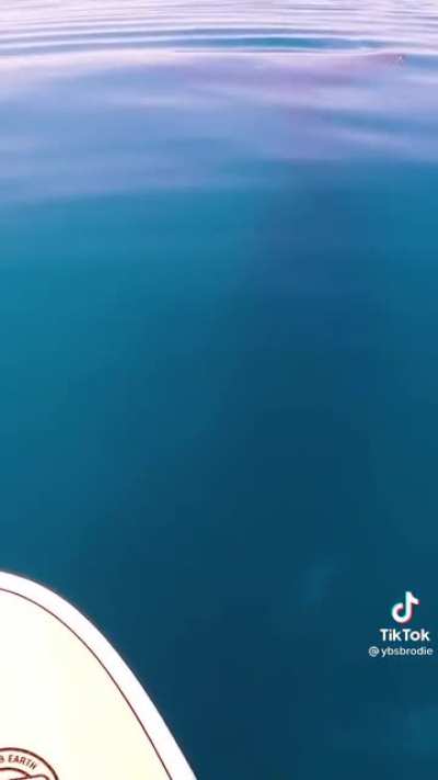 Huge Humpback Whale suddenly appears underneath paddle boarder
